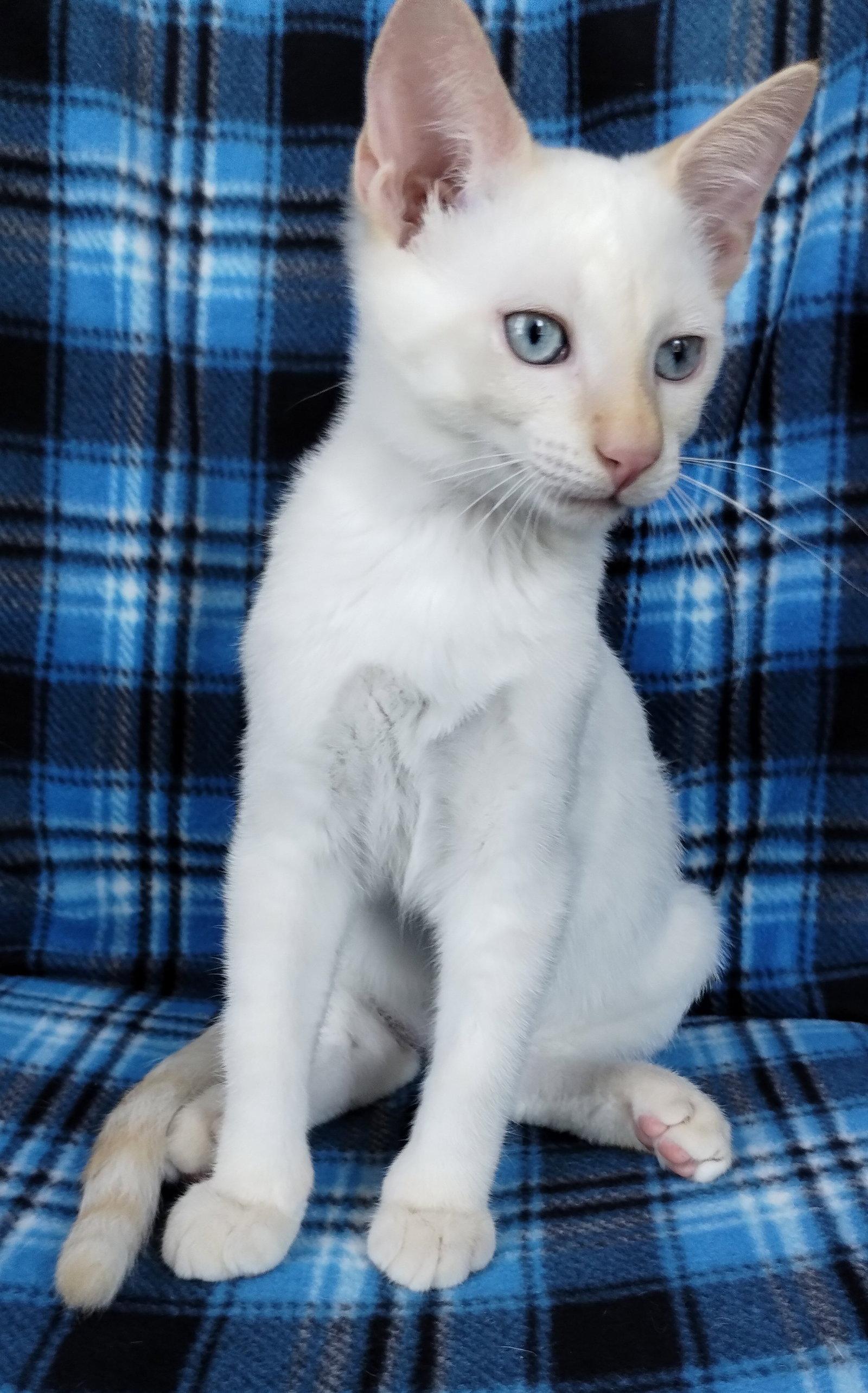 Edsel, Adopted, Young Male Domestic Short Hair.