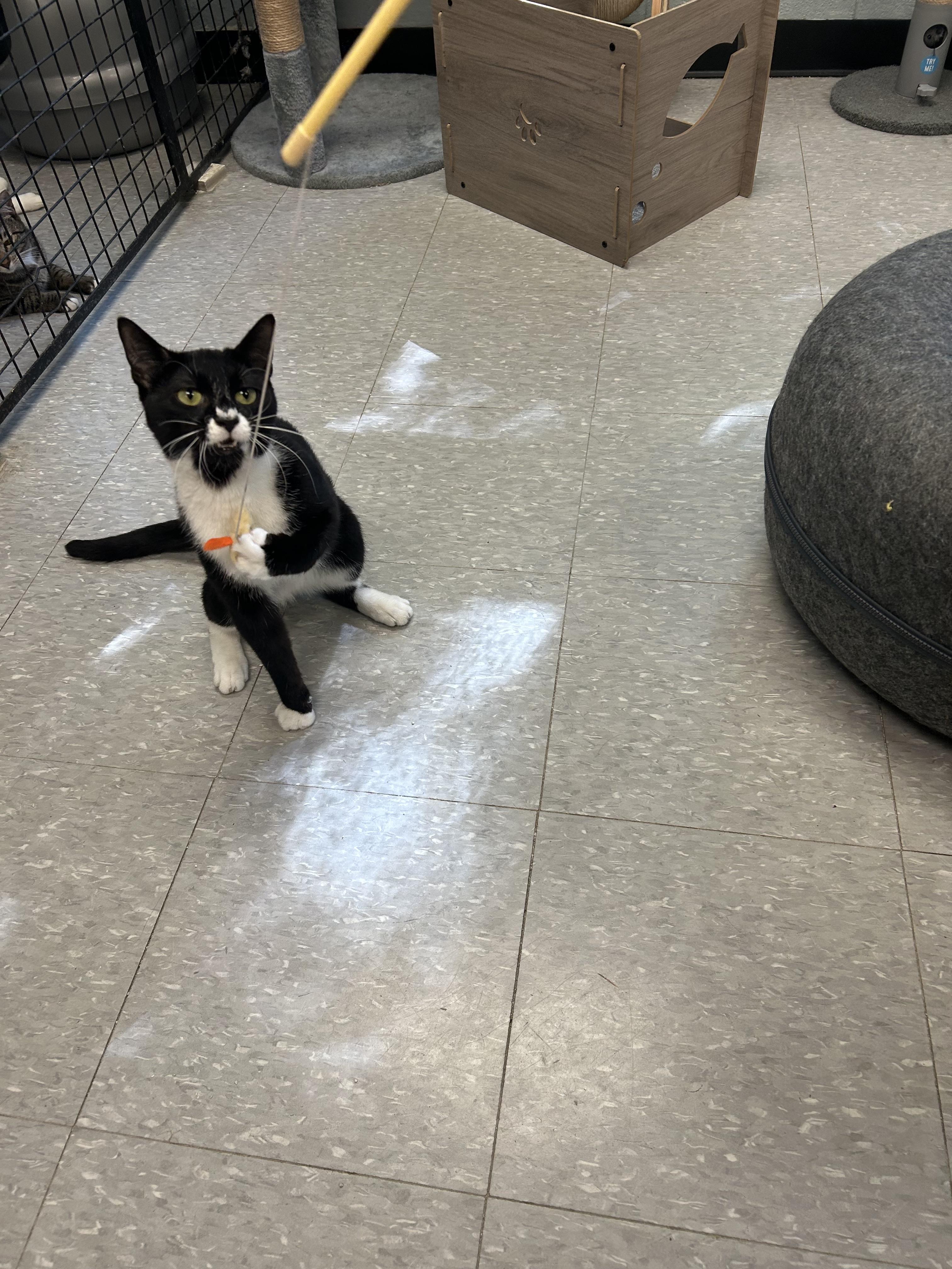 Gilbert, a ADOPTABLE mixed breed in Sudbury, MA image 2/4