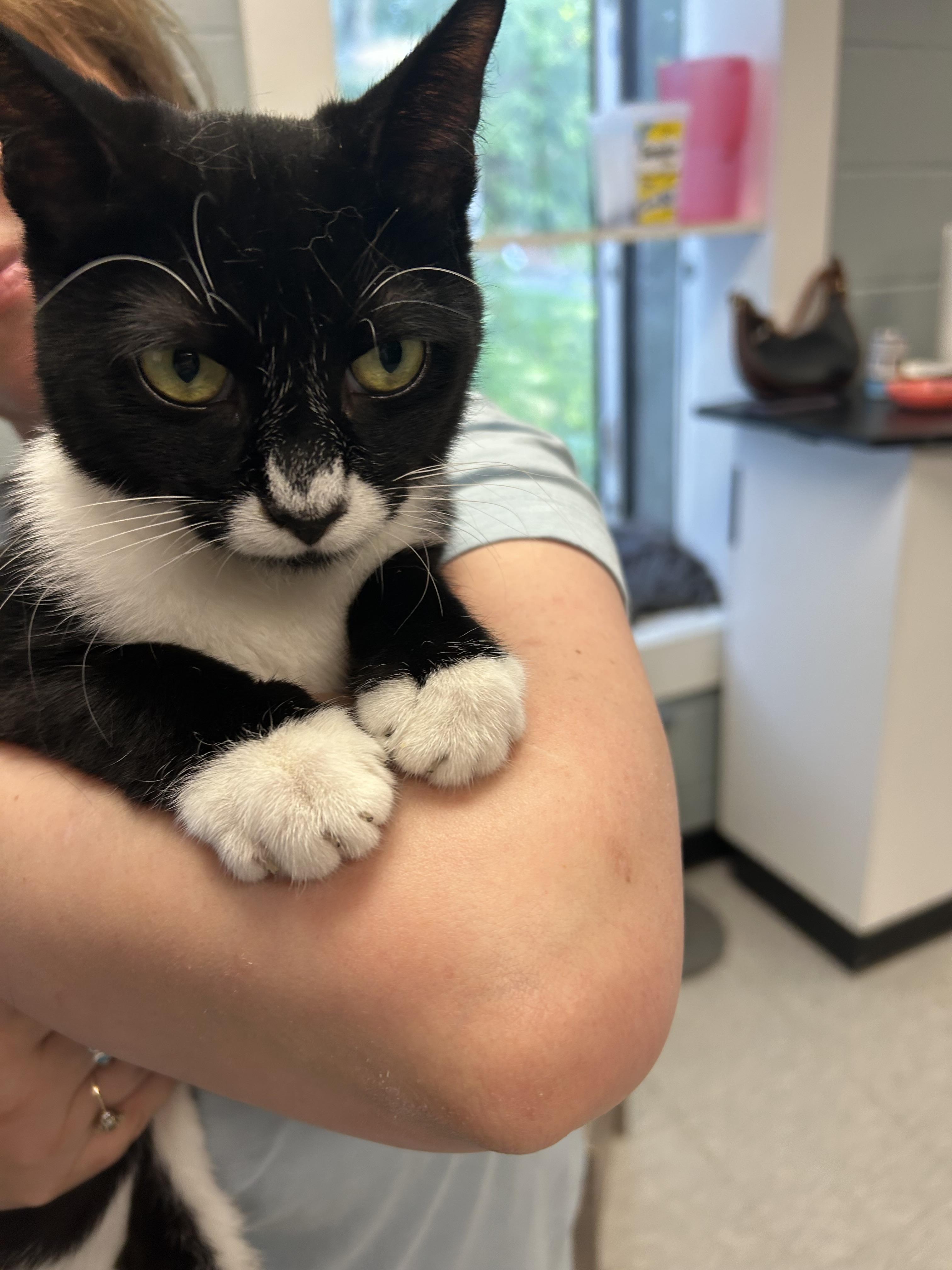 Gilbert, a ADOPTABLE mixed breed in Sudbury, MA image 3/4