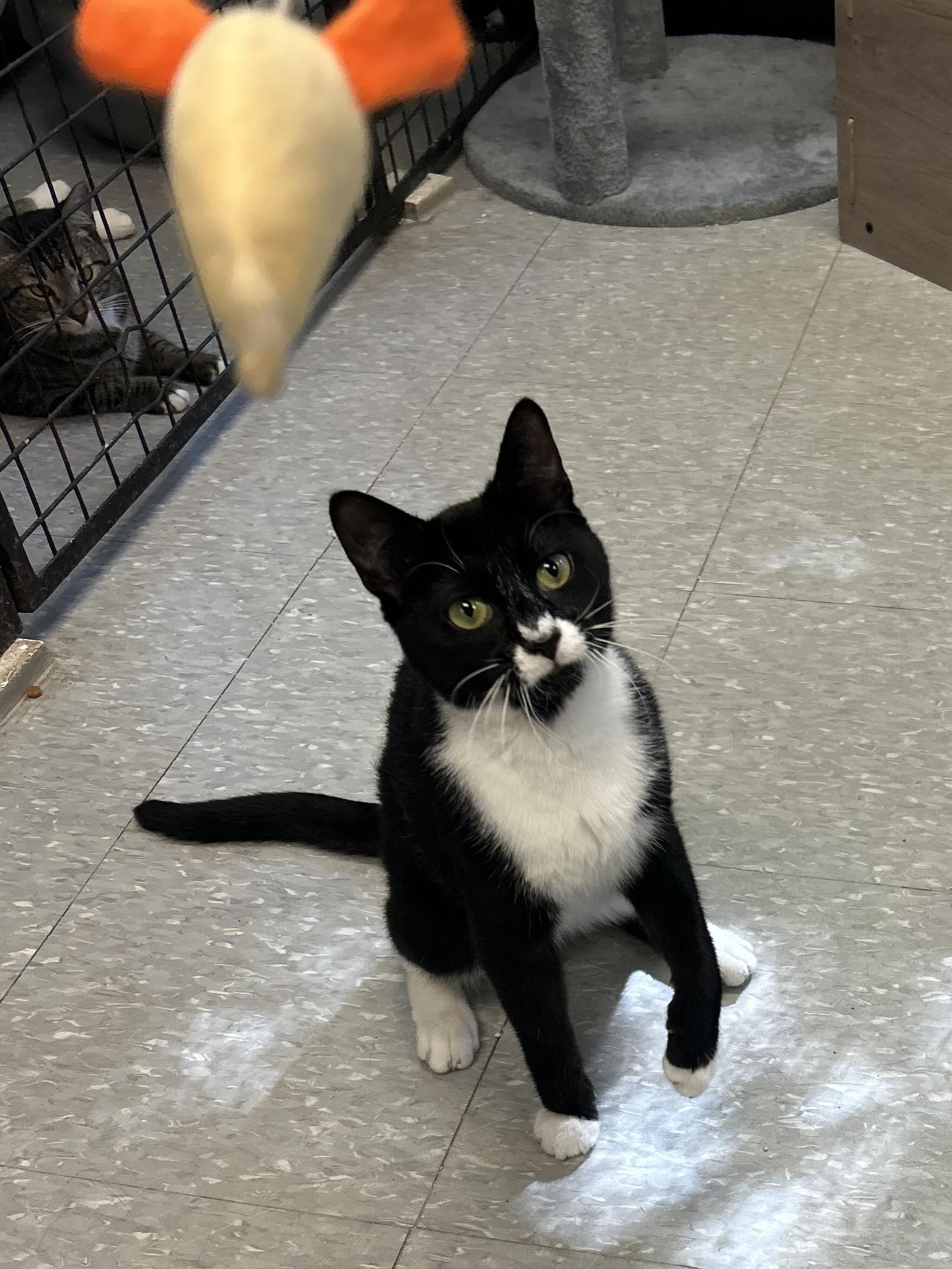 Gilbert, ADOPTABLE, Young Male Domestic Short Hair.