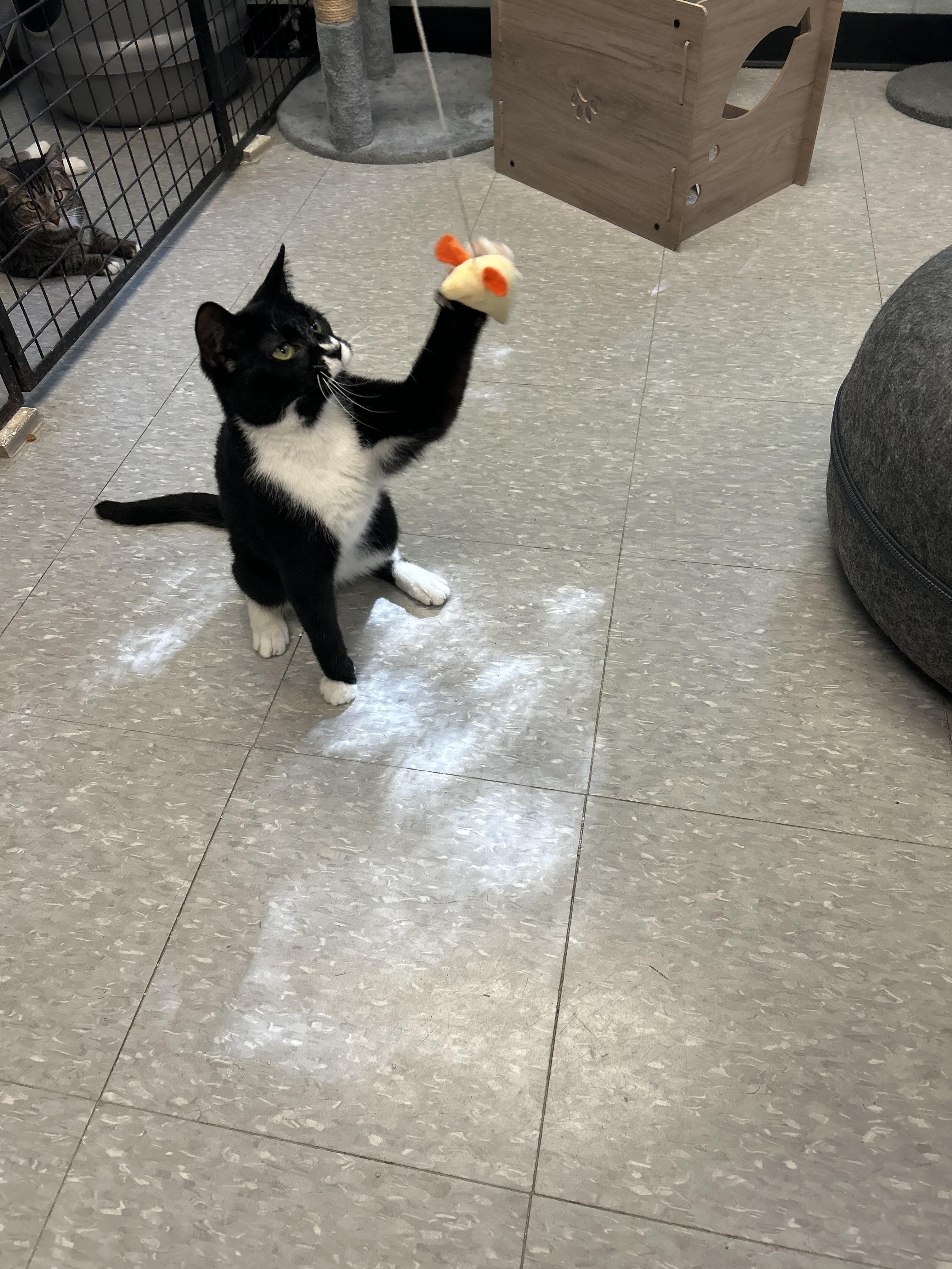 Gilbert, a ADOPTABLE mixed breed in Sudbury, MA image 4/4