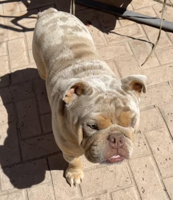 Benito, adopted, Adult Male English Bulldog.