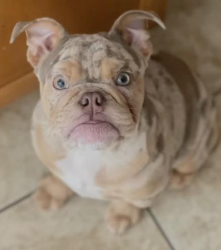 Enlarge Benito, an adopted English Bulldog in Santa Clara, CA image 3/4