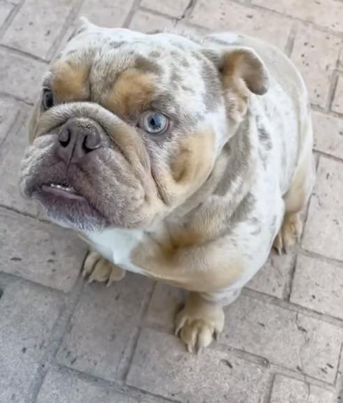 Enlarge Benito, an adopted English Bulldog in Santa Clara, CA image 2/4