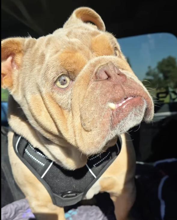 Enlarge Benito, an adopted English Bulldog in Santa Clara, CA image 4/4