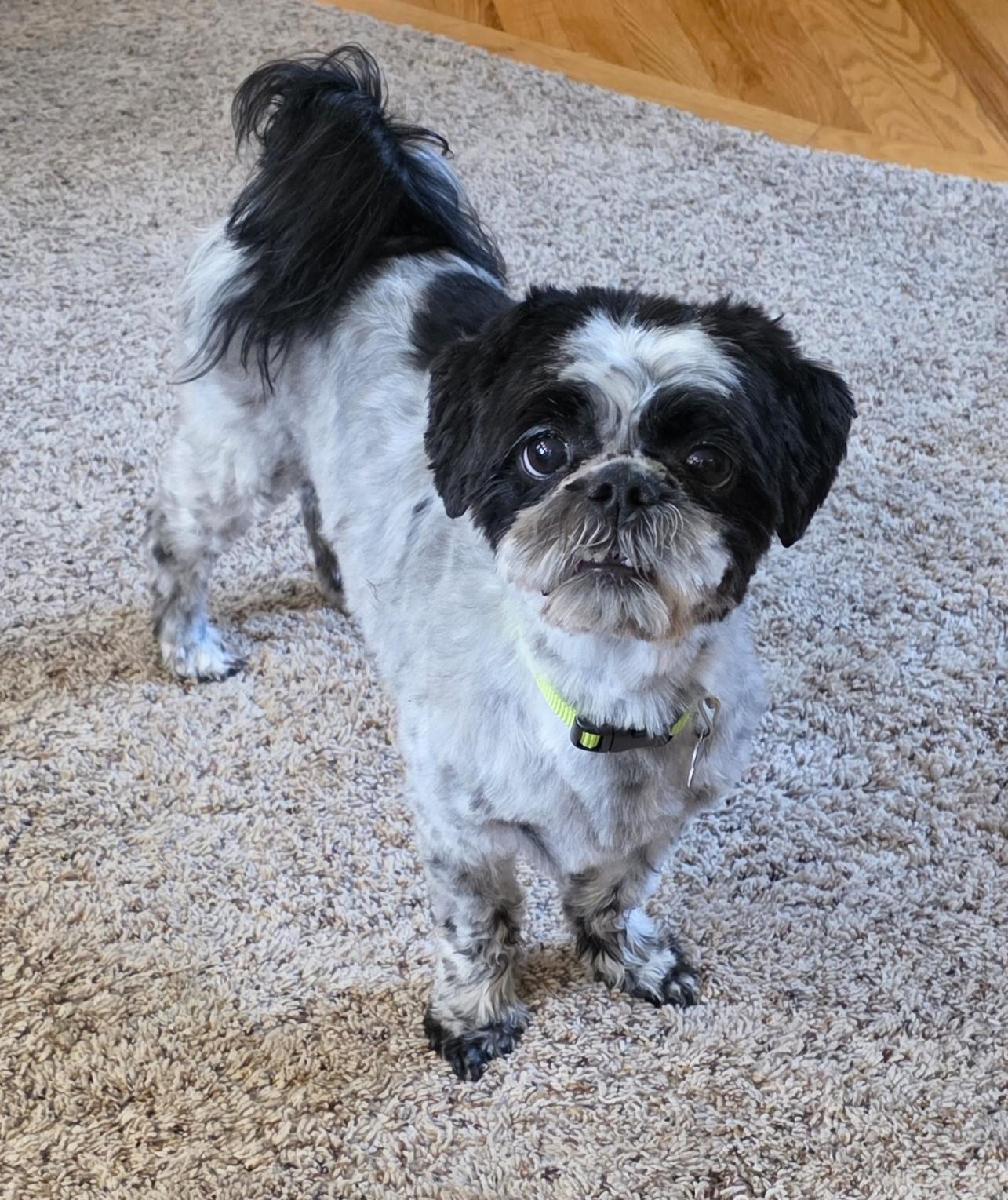 Enlarge Dusty, a ADOPTABLE Shih Tzu in Lisbon, IA image 3/6