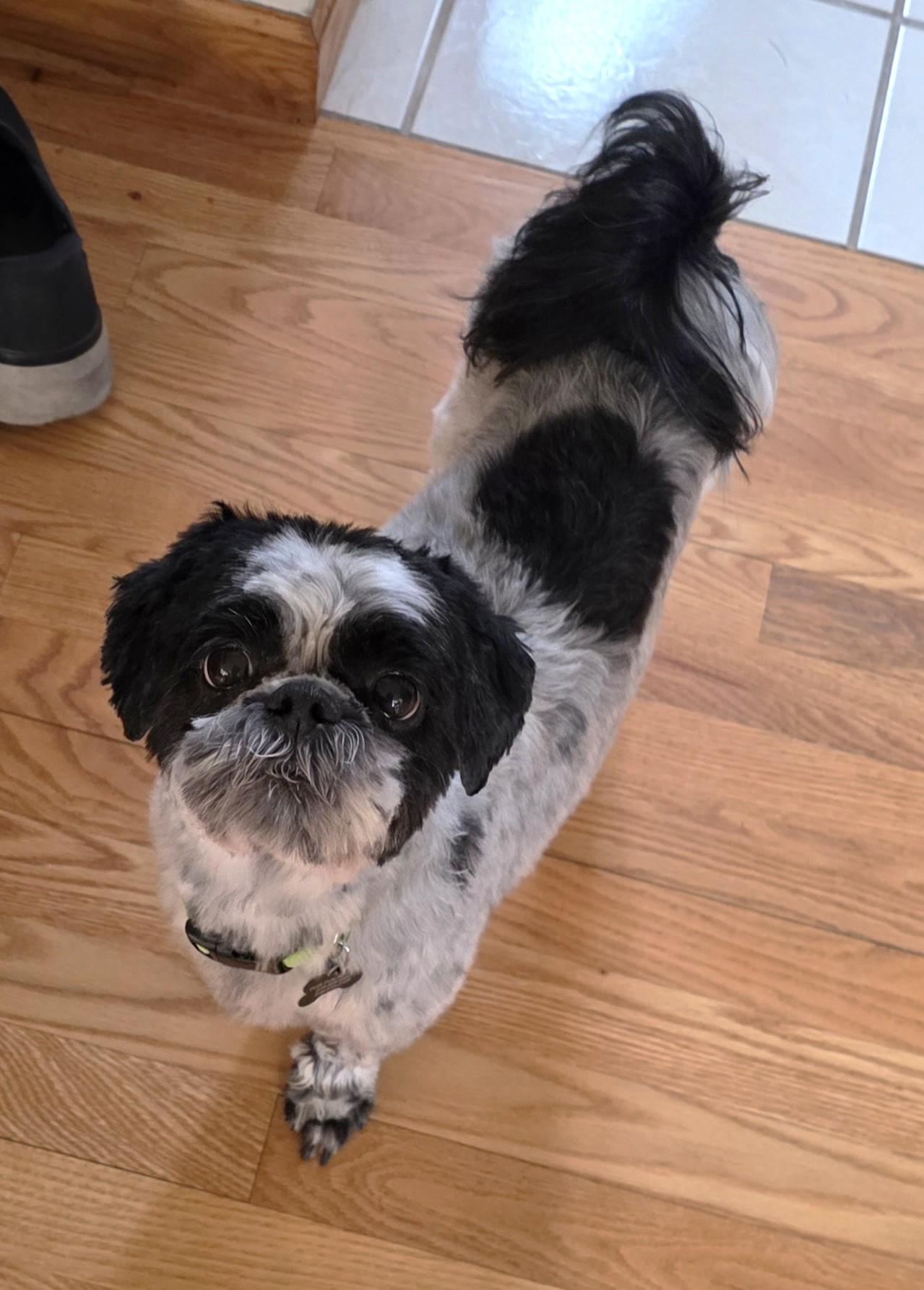 Enlarge Dusty, a ADOPTABLE Shih Tzu in Lisbon, IA image 5/6