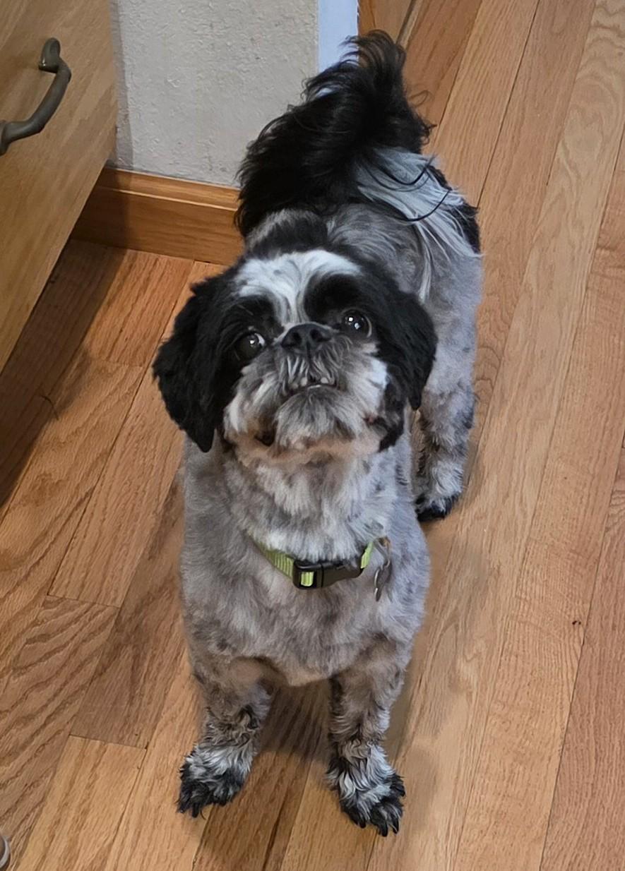 Dusty, ADOPTABLE, Adult Male Shih Tzu.