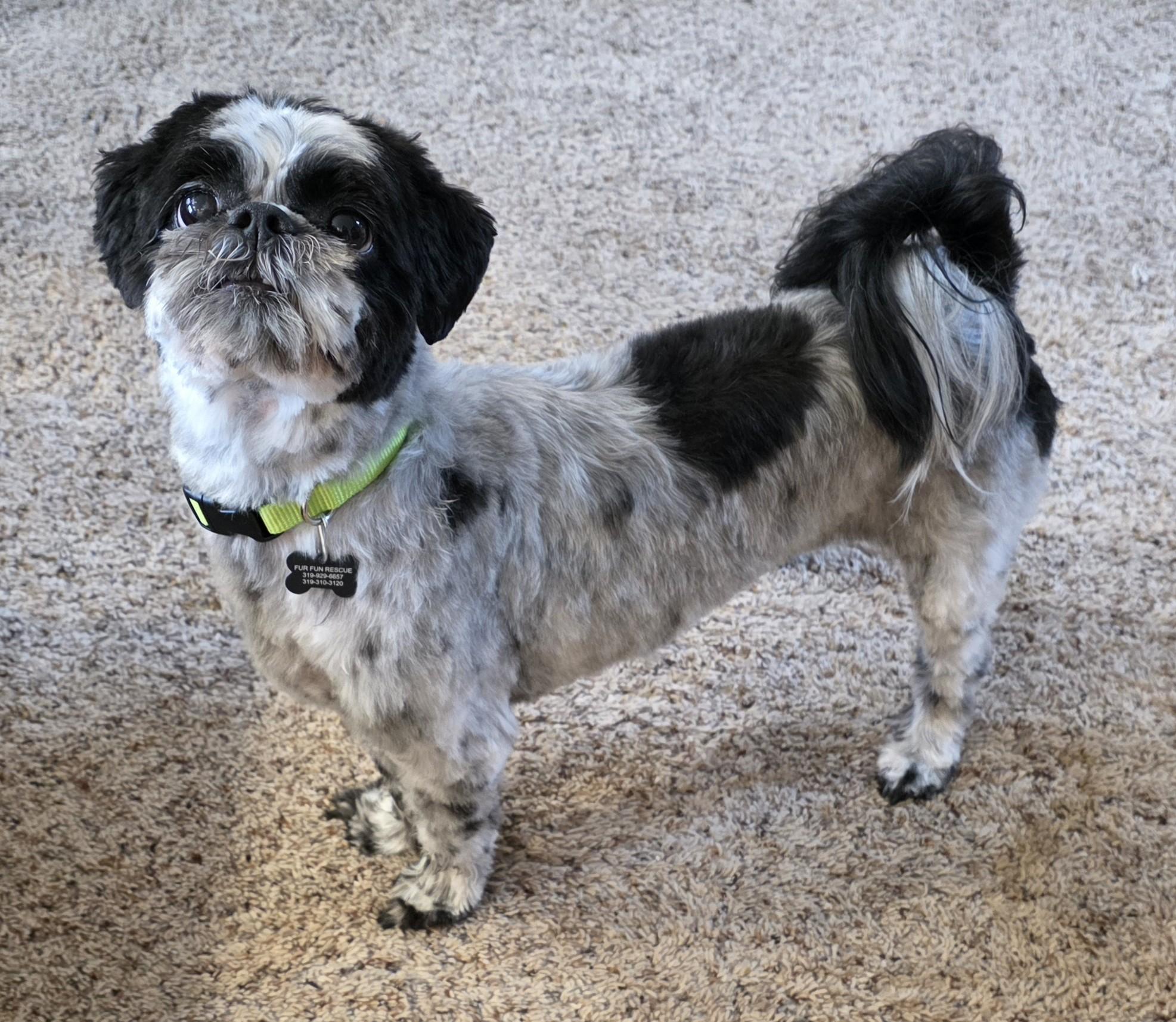 Enlarge Dusty, a ADOPTABLE Shih Tzu in Lisbon, IA image 2/6
