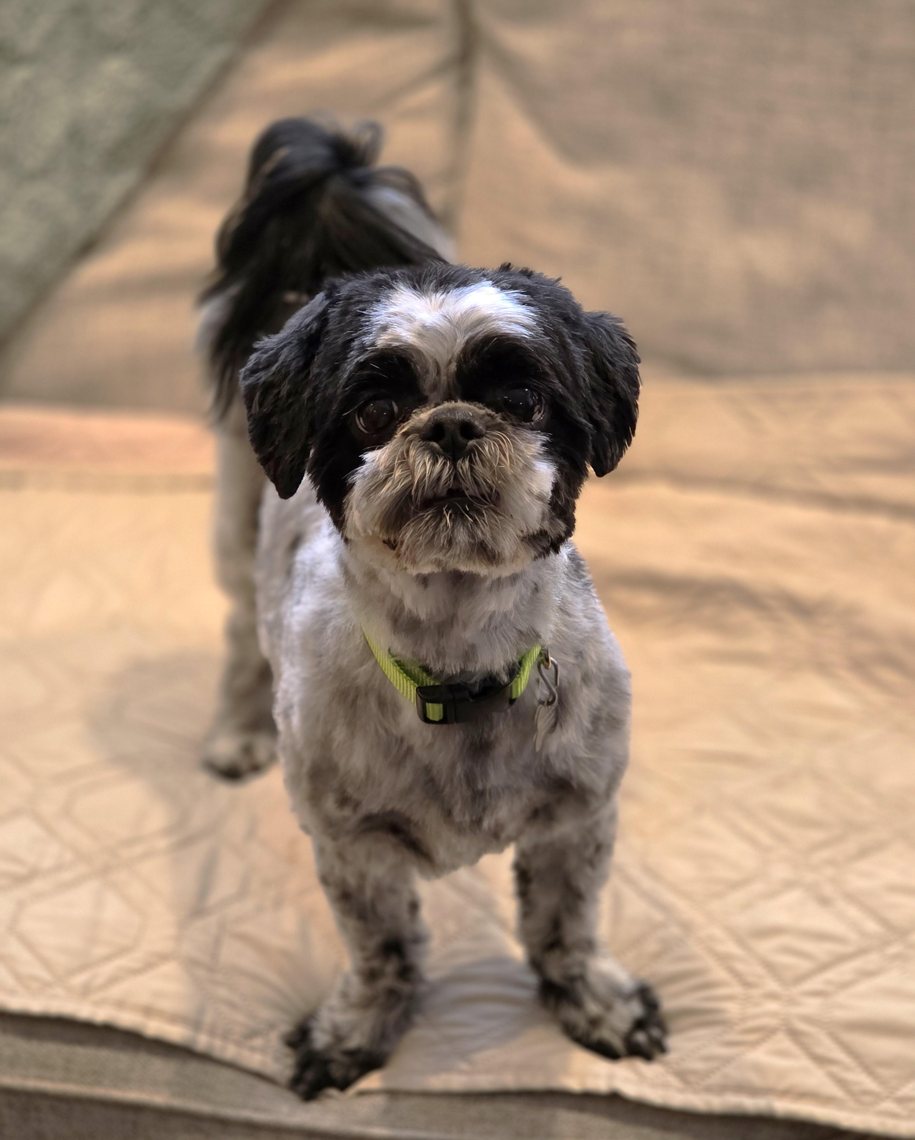 Enlarge Dusty, a ADOPTABLE Shih Tzu in Lisbon, IA image 4/6