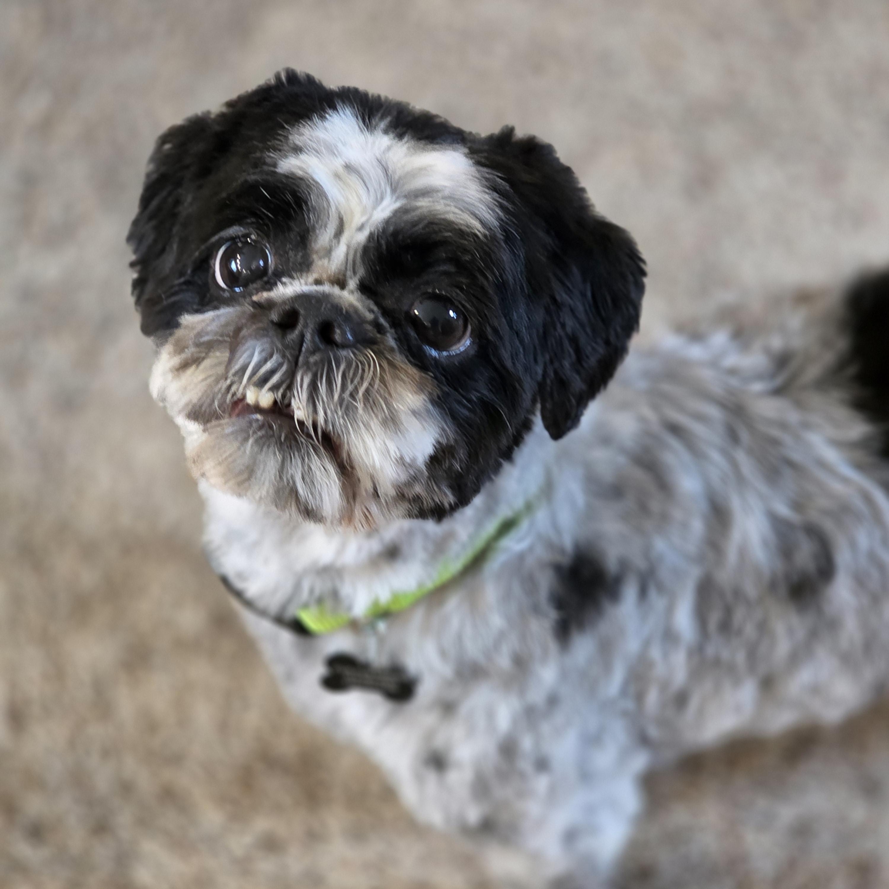 Enlarge Dusty, a ADOPTABLE Shih Tzu in Lisbon, IA image 6/6