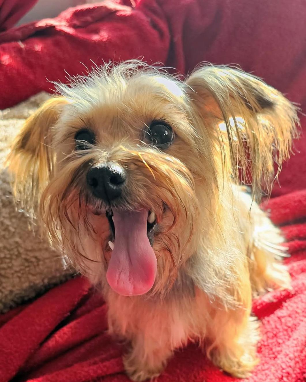 Enlarge Annie, a Adopted mixed breed in Sioux Falls, SD image 1/2