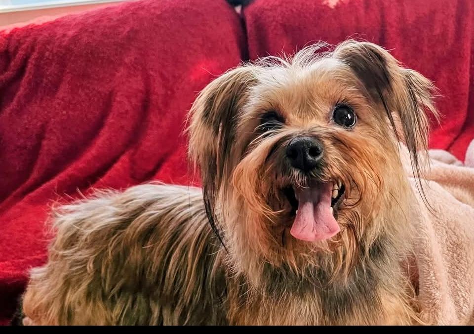 Enlarge Annie, a Adopted mixed breed in Sioux Falls, SD image 2/2