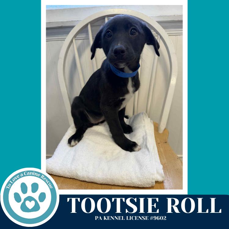 Enlarge Tootsie Roll (Tee Pups) 020726, a Adoptable mixed breed in Kimberton, PA image 1/6