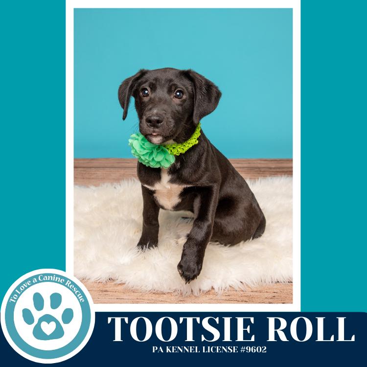 Enlarge Tootsie Roll (Tee Pups) 020726, a Adoptable mixed breed in Kimberton, PA image 2/6