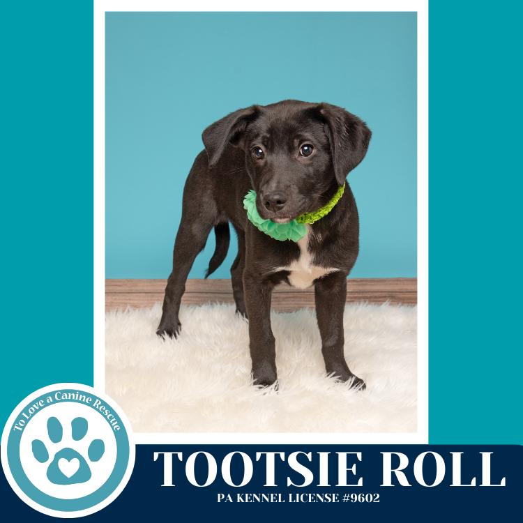 Enlarge Tootsie Roll (Tee Pups) 020726, a Adoptable mixed breed in Kimberton, PA image 3/5