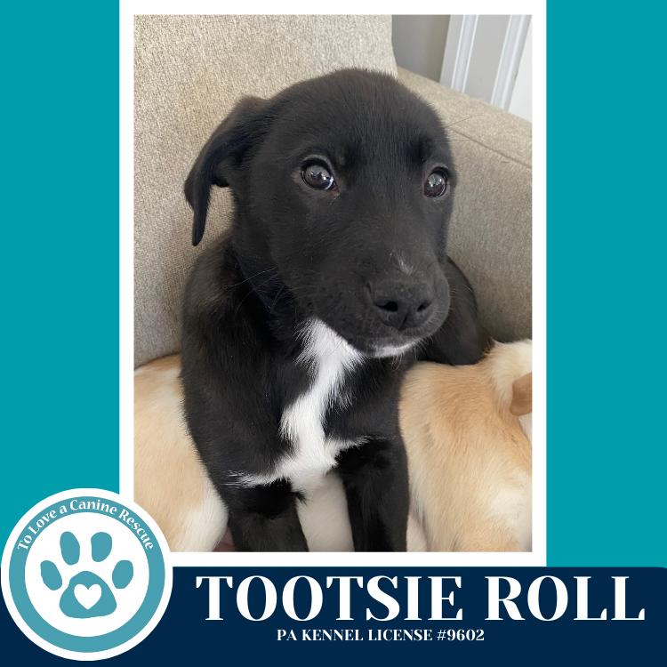 Enlarge Tootsie Roll (Tee Pups) 020726, a Adoptable mixed breed in Kimberton, PA image 3/6