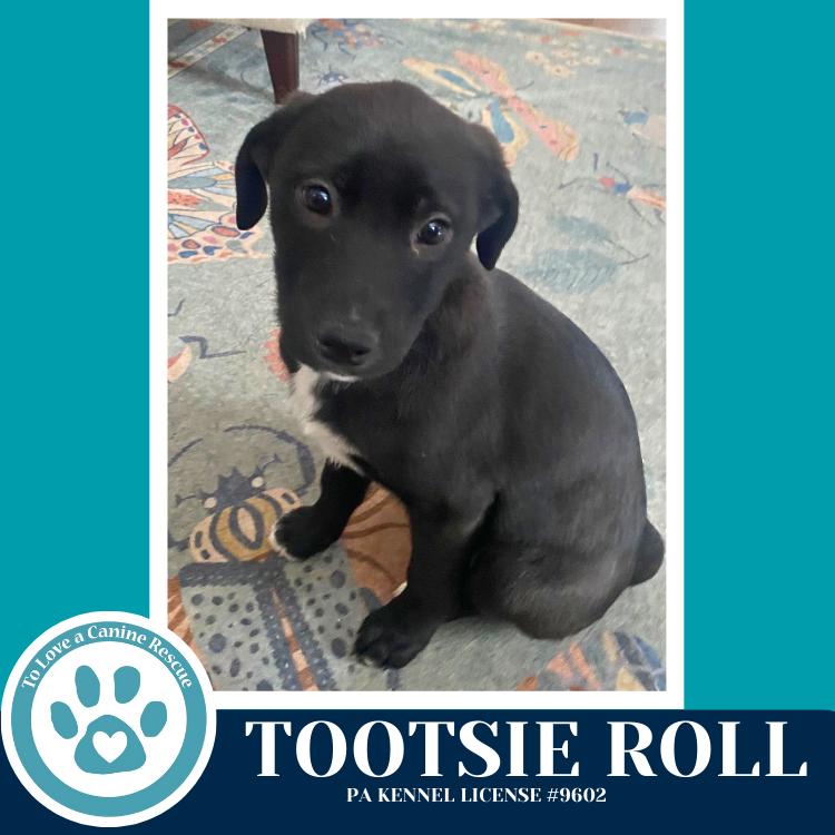 Enlarge Tootsie Roll (Tee Pups) 020726, a Adoptable mixed breed in Kimberton, PA image 4/6