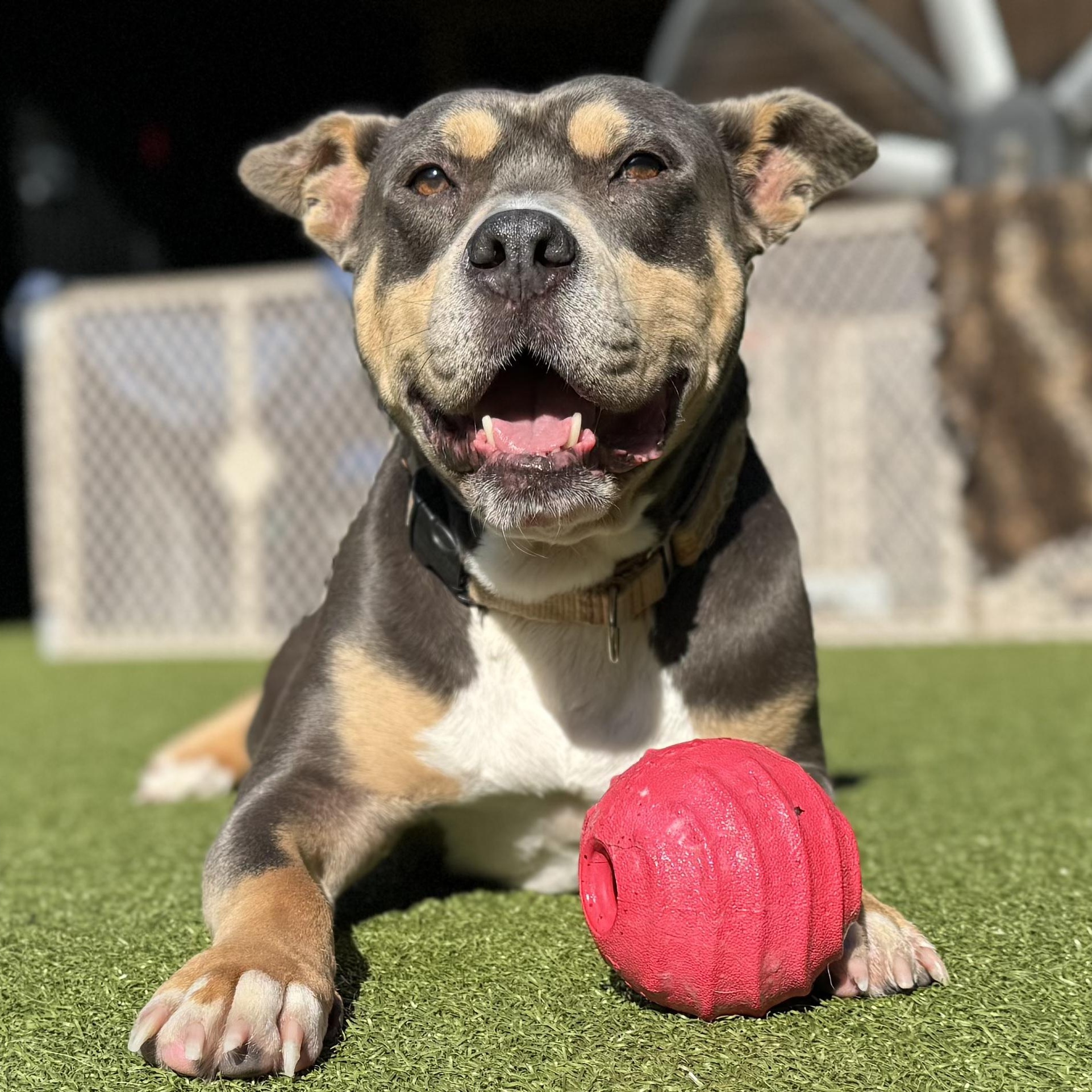 KEITH, Adoptable, Adult Male Pit Bull Terrier.