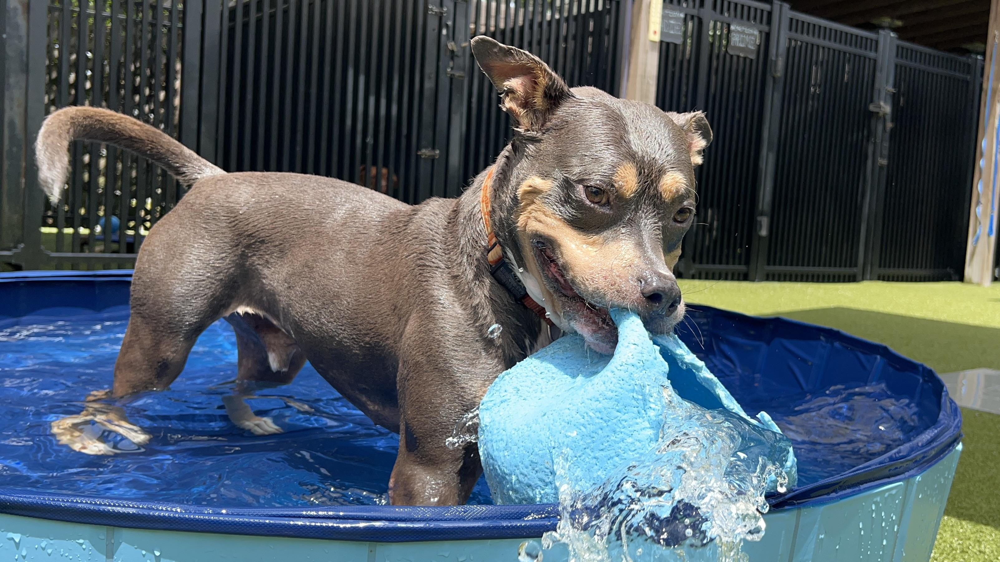Enlarge KEITH, a Adoptable Pit Bull Terrier in Ridgeland, SC image 5/6
