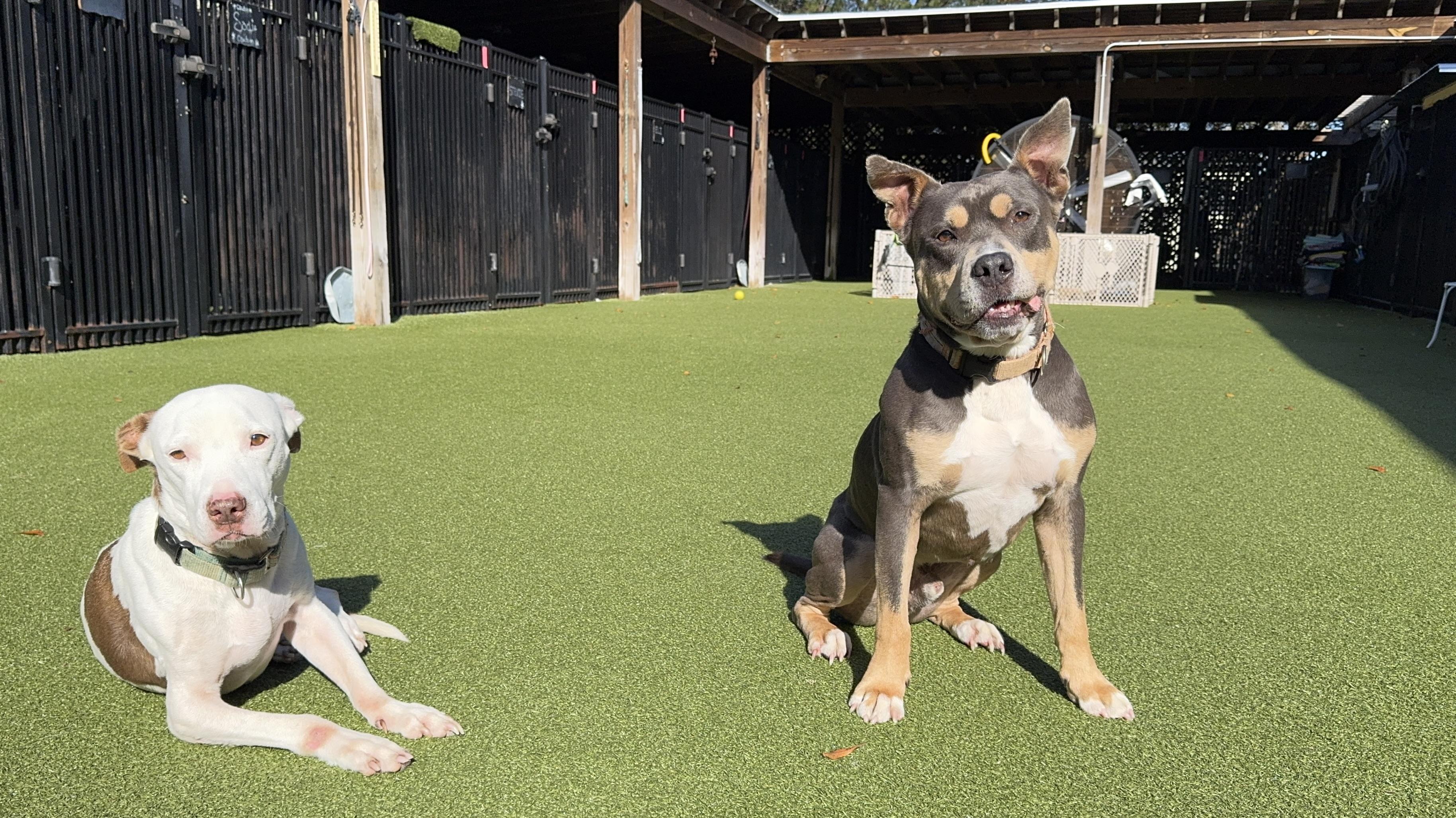 Enlarge KEITH, a Adoptable Pit Bull Terrier in Ridgeland, SC image 4/6