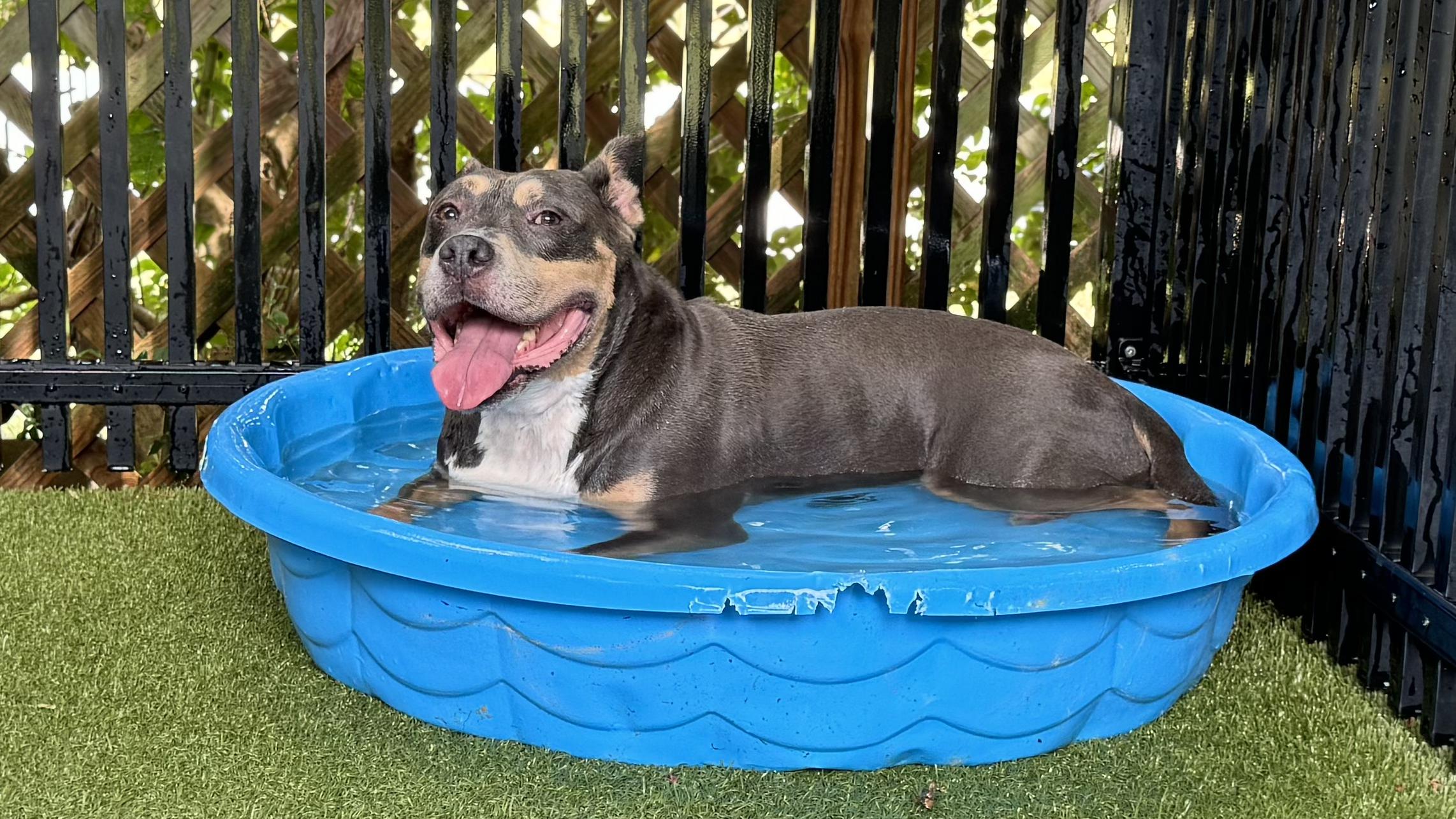 Enlarge KEITH, a Adoptable Pit Bull Terrier in Ridgeland, SC image 6/6