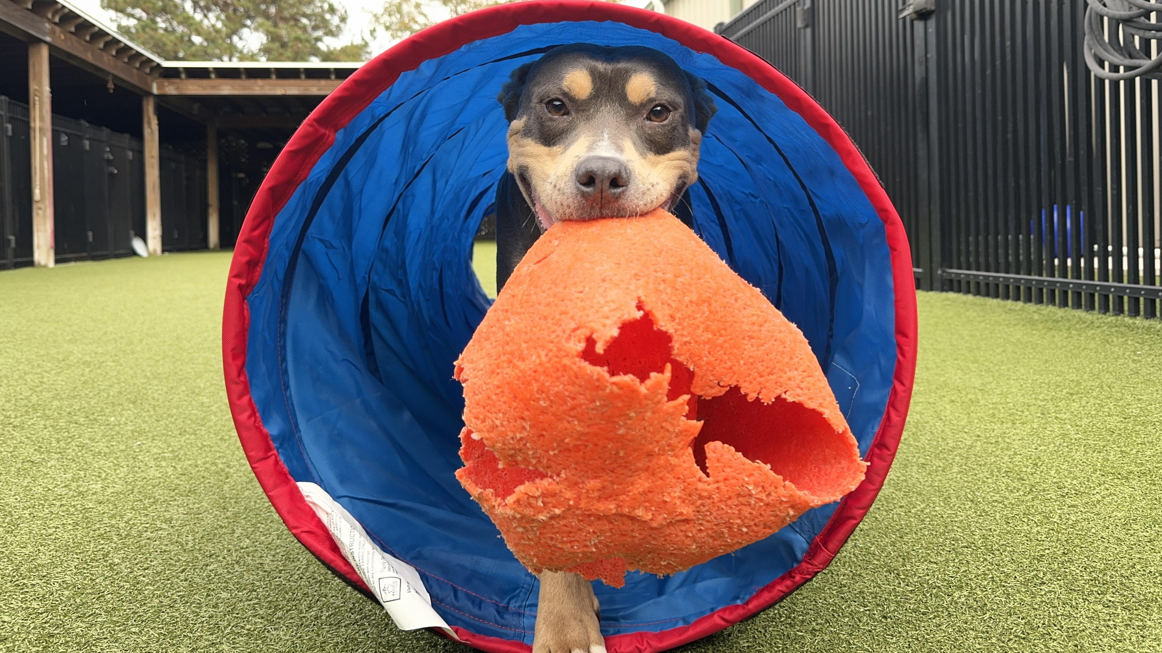 Enlarge KEITH, a Adoptable Pit Bull Terrier in Ridgeland, SC image 2/6