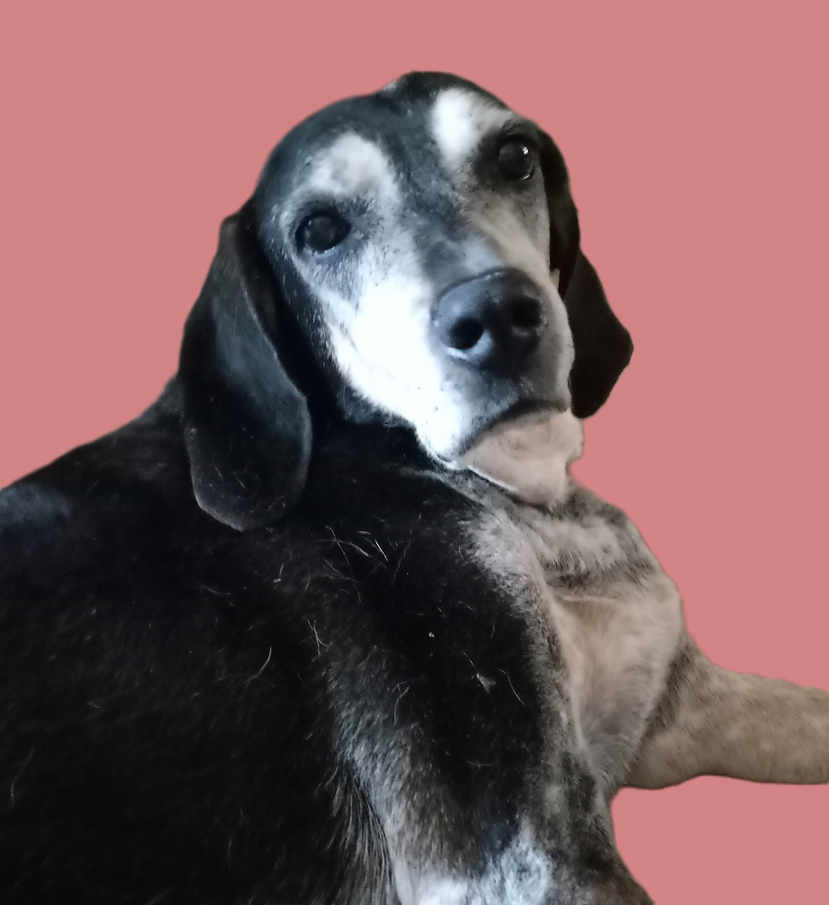 Carmelita, a Adoptable Bluetick Coonhound in Seguin, TX image 3/4