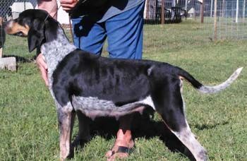 Carmelita, a Adoptable Bluetick Coonhound in Seguin, TX image 2/4