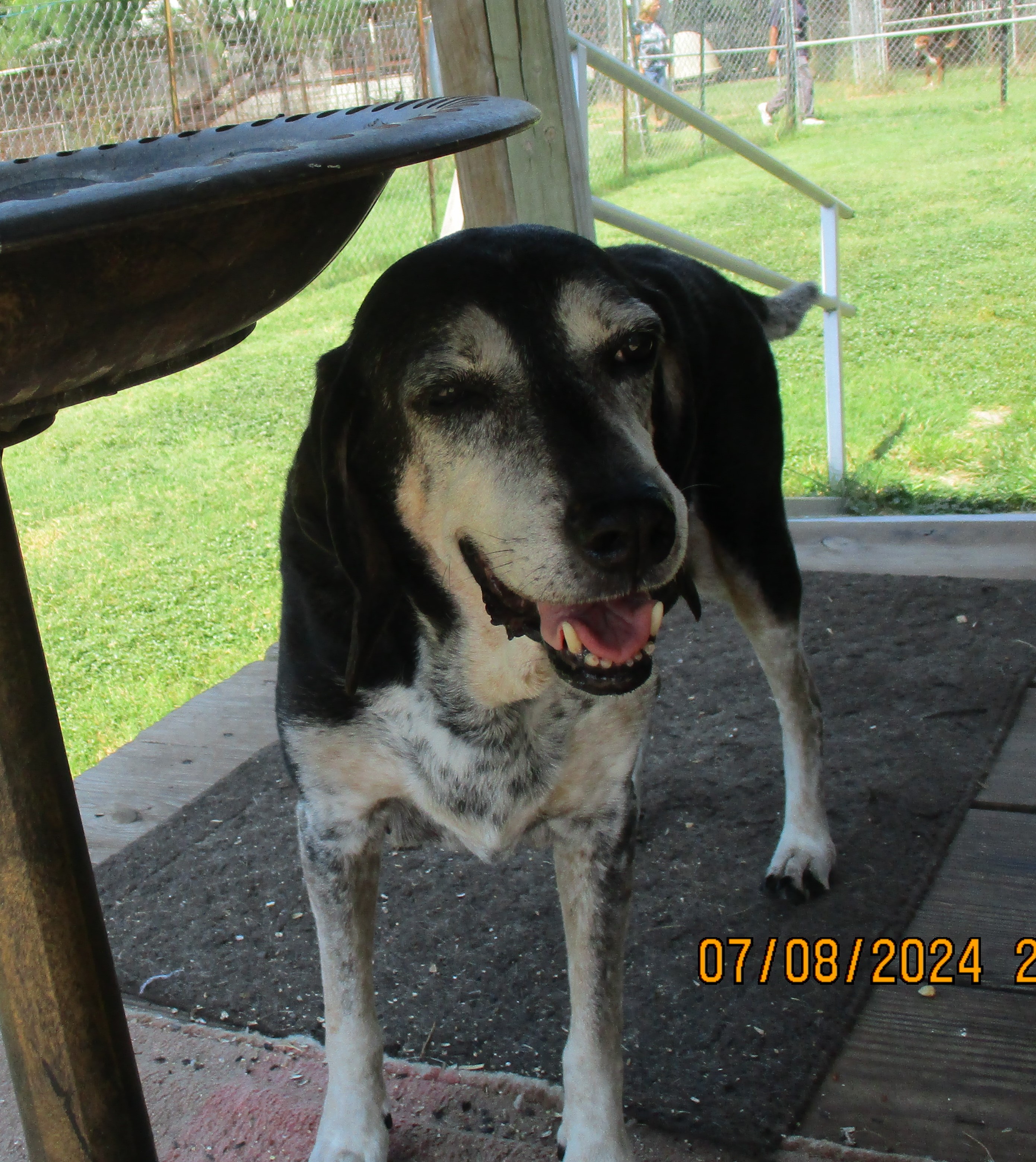Carmelita, a Adoptable Bluetick Coonhound in Seguin, TX image 1/4