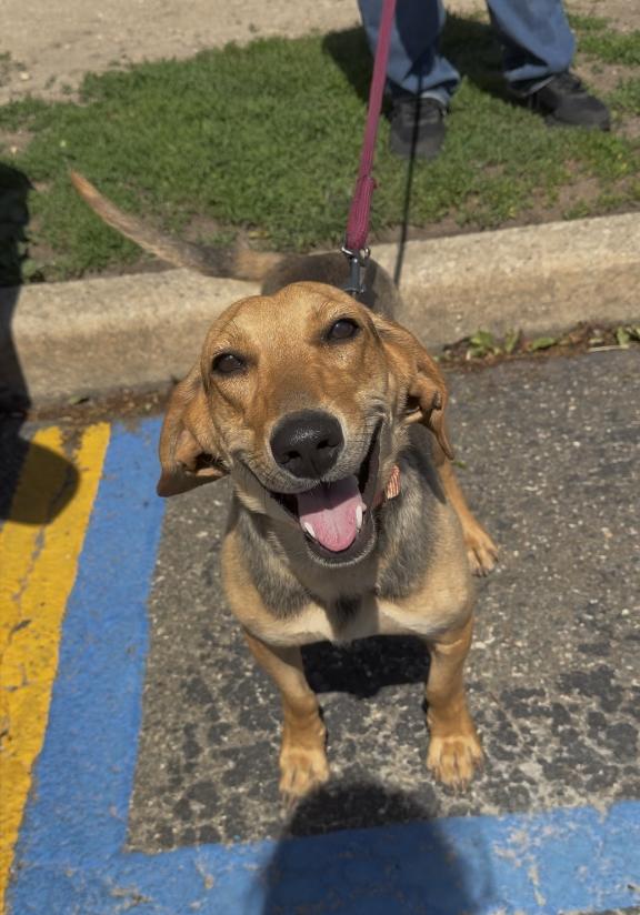 Enlarge Elvira, a ADOPTABLE mixed breed in Wantagh, NY image 1/1