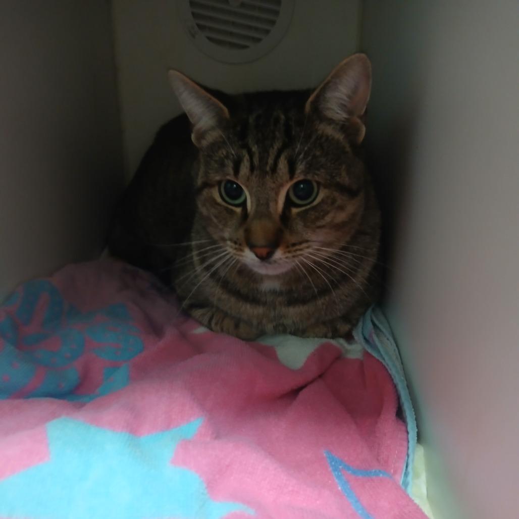 Enlarge Grayson, a Adoptable Domestic Short Hair in Philadelphia, PA image 1/1