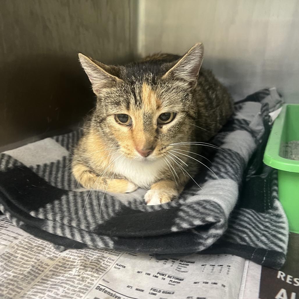 Enlarge Agatha, a Adoptable Domestic Short Hair in Jacksonville, AR image 1/1