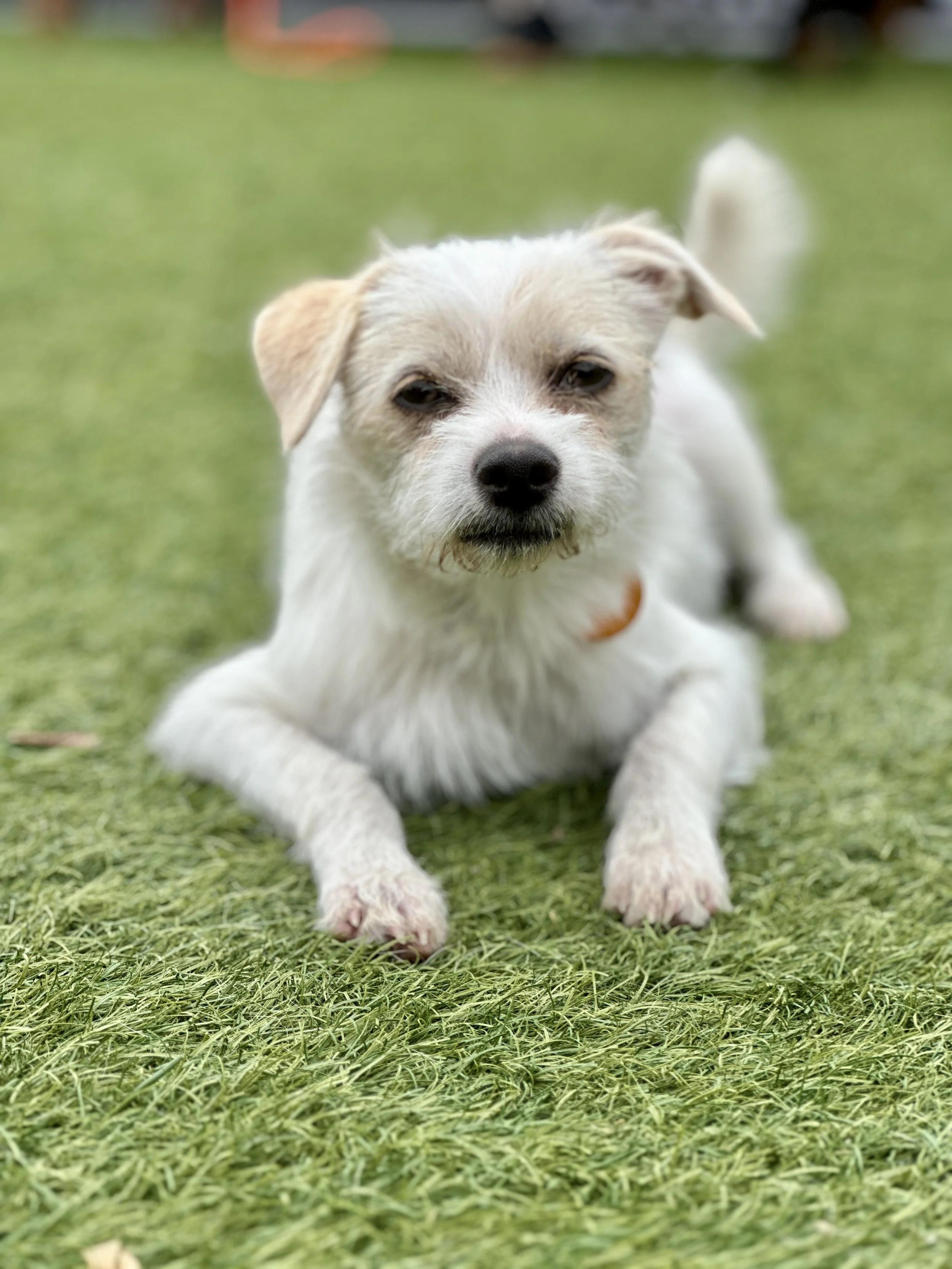 Enlarge PONYO, a ADOPTABLE Terrier in San Francisco, CA image 1/1