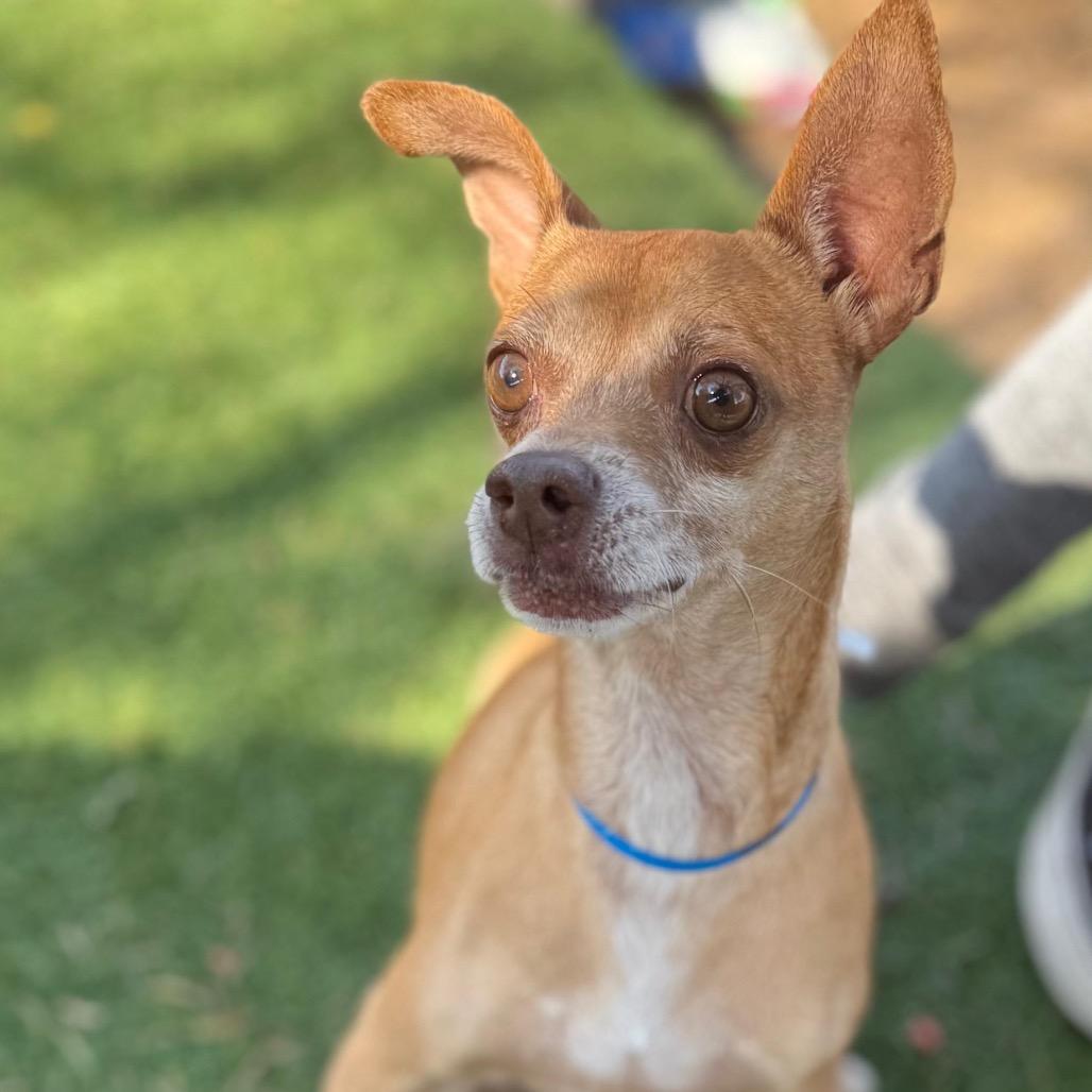 Bro, Adoptable, Young Male Chihuahua.