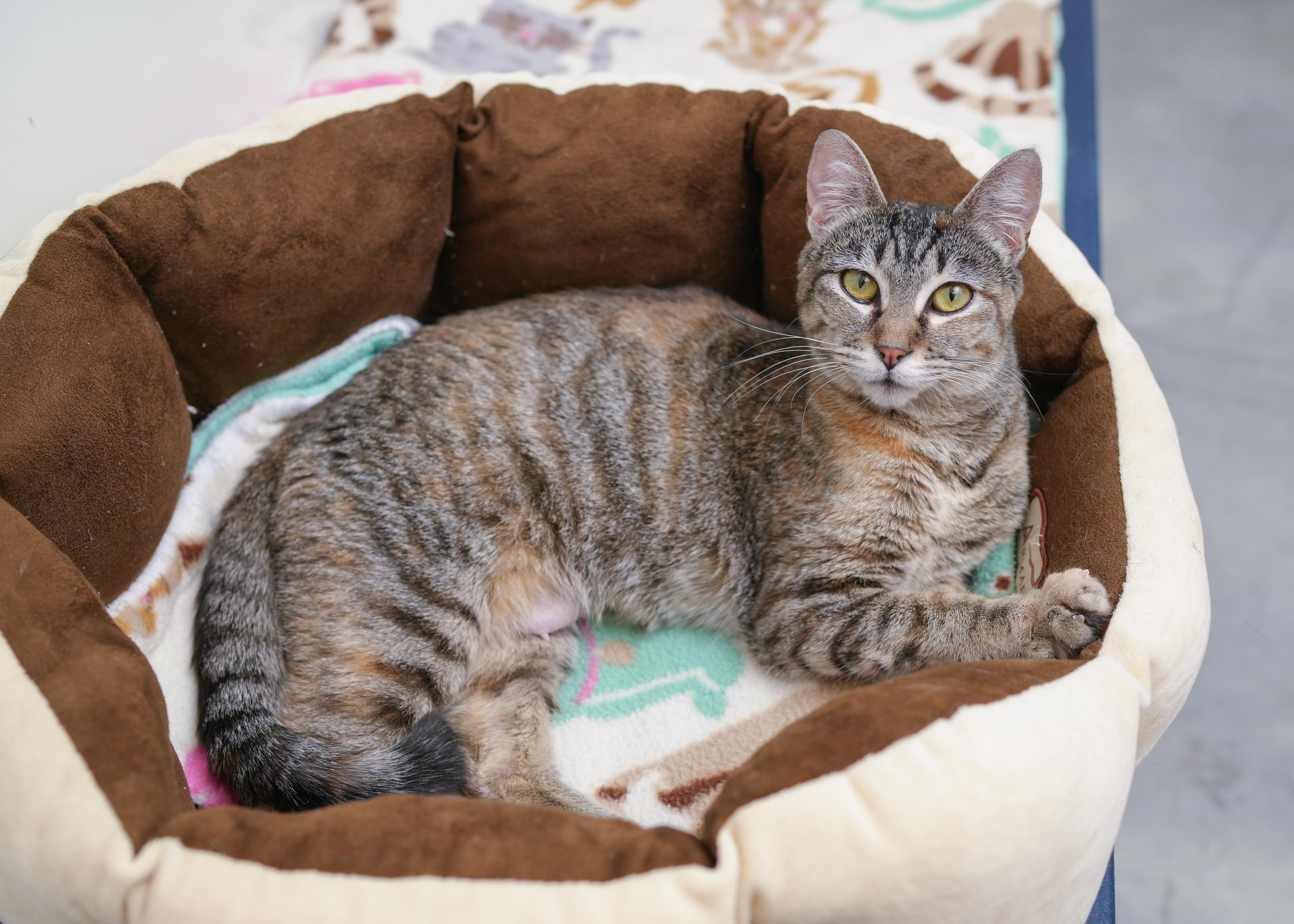 Saffron, an adoptable Domestic Short Hair in Boise, ID, 83709 | Photo Image 1