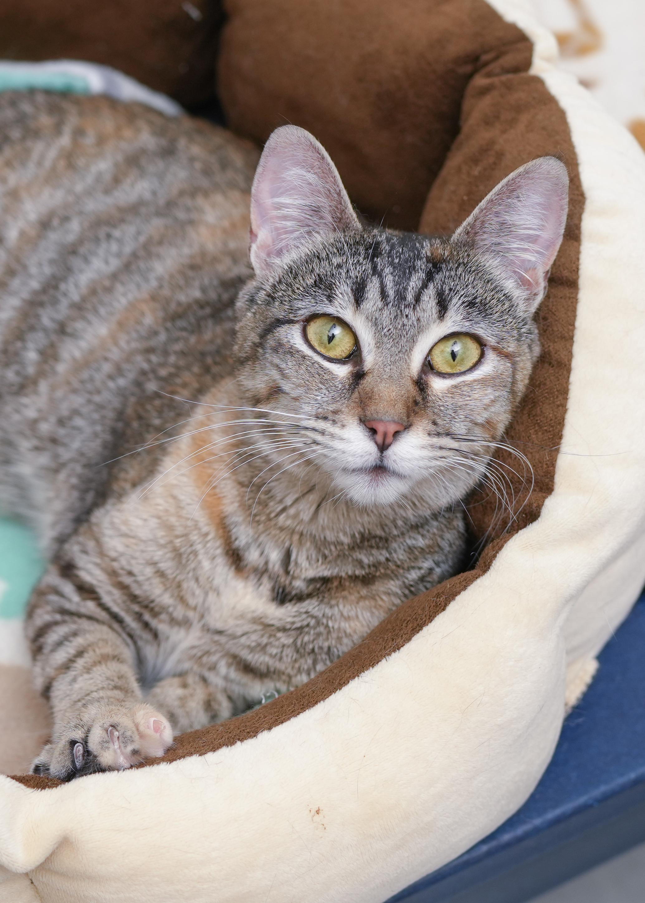 Saffron, an adoptable Domestic Short Hair in Boise, ID, 83709 | Photo Image 2