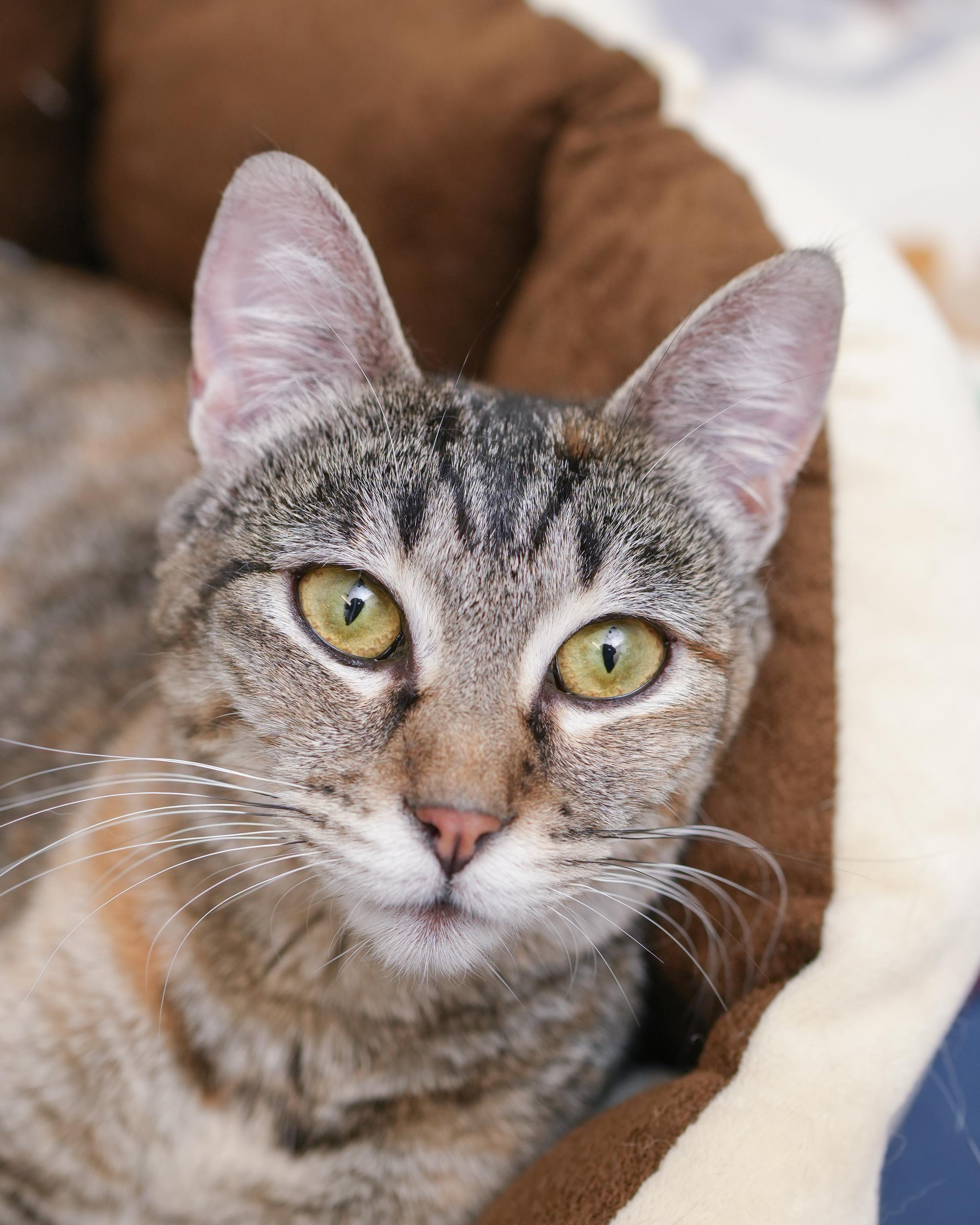 Saffron, an adoptable Domestic Short Hair in Boise, ID, 83709 | Photo Image 3
