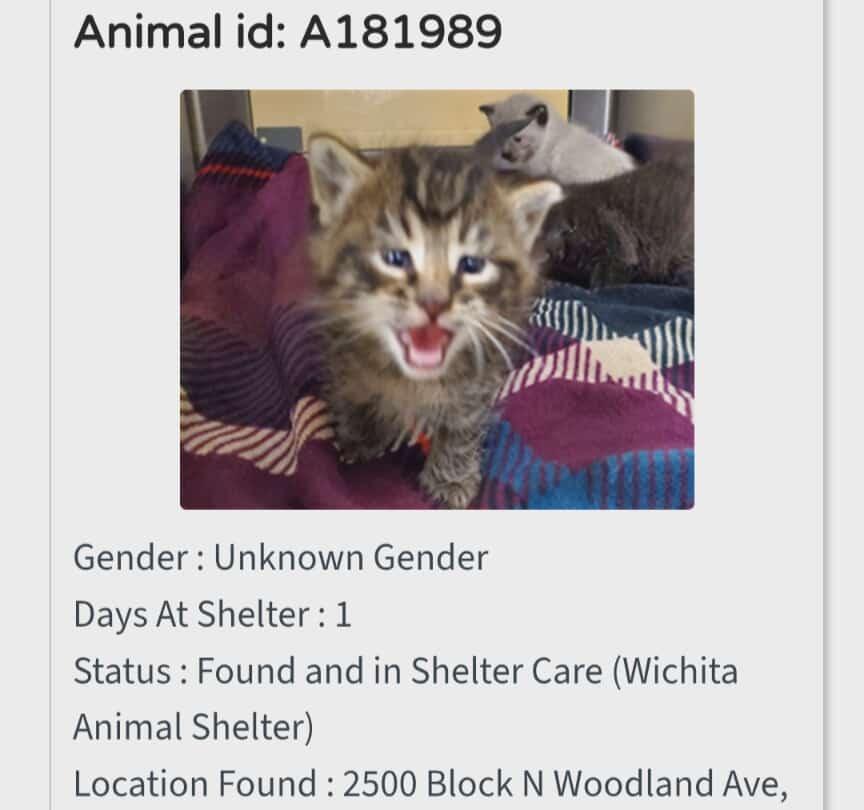 Enlarge Lucia, a Adopted mixed breed in Olathe, KS image 1/2