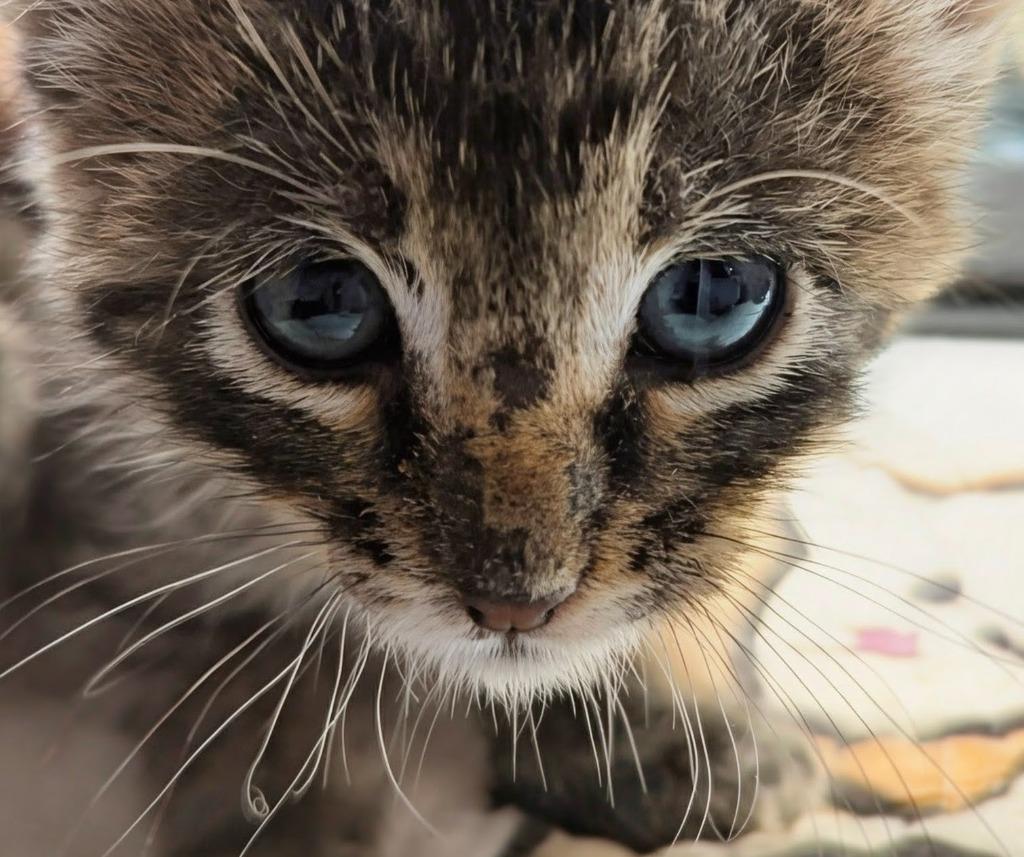 Enlarge Lucia, a Adopted mixed breed in Olathe, KS image 2/2