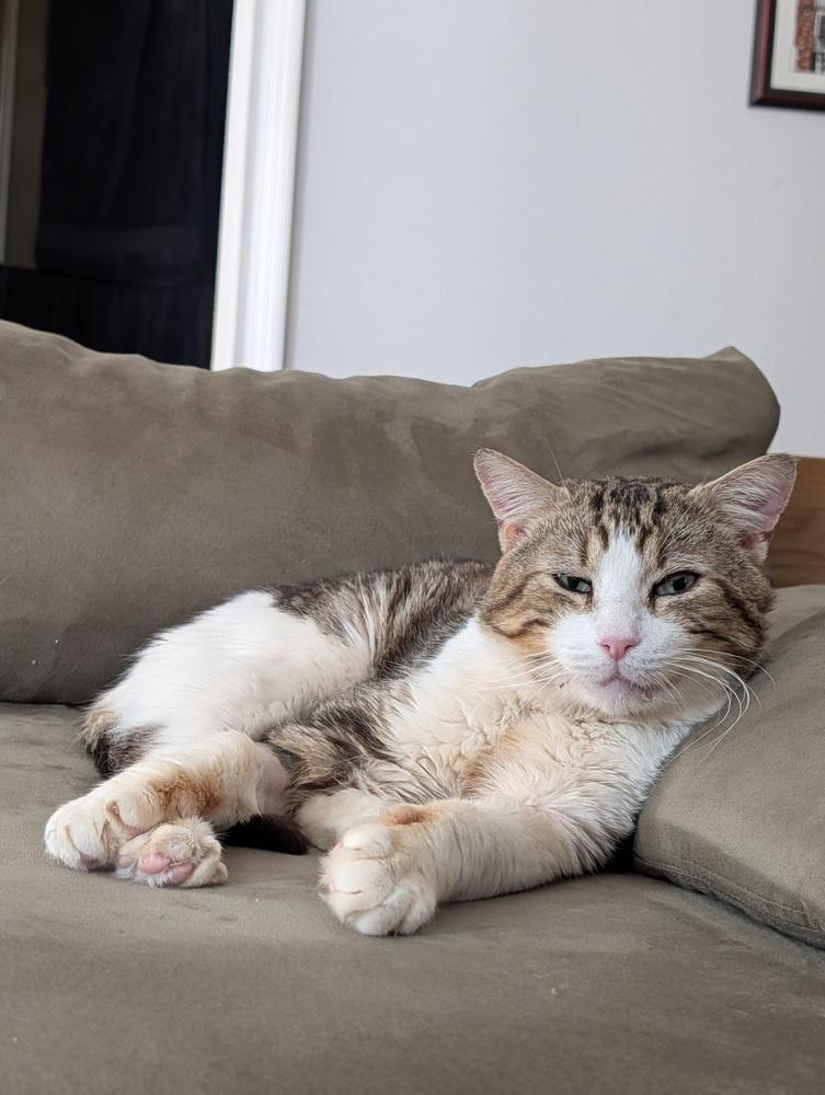 Tommy, Adoptable, Adult Male Domestic Short Hair.
