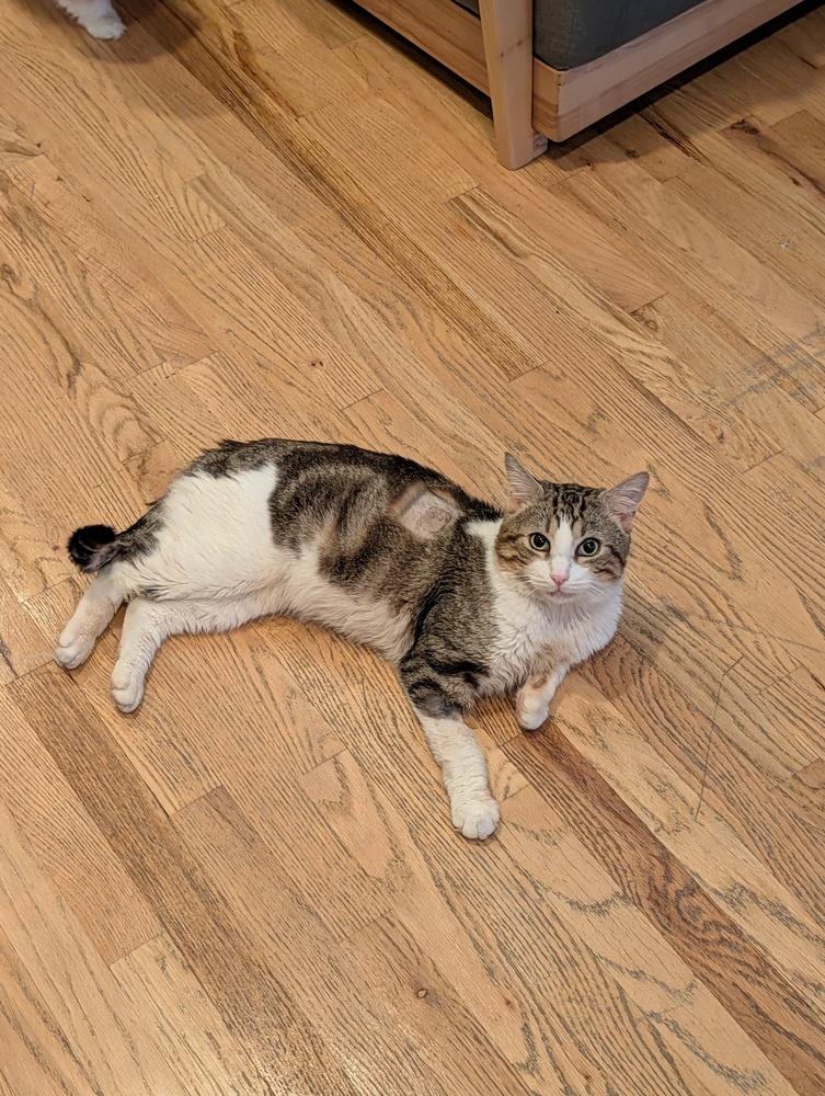 Enlarge Tommy, a Adoptable Domestic Short Hair in New York, NY image 2/6