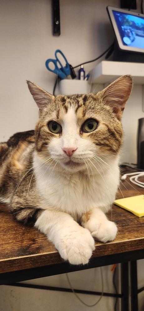 Enlarge Tommy, a Adoptable Domestic Short Hair in New York, NY image 3/6