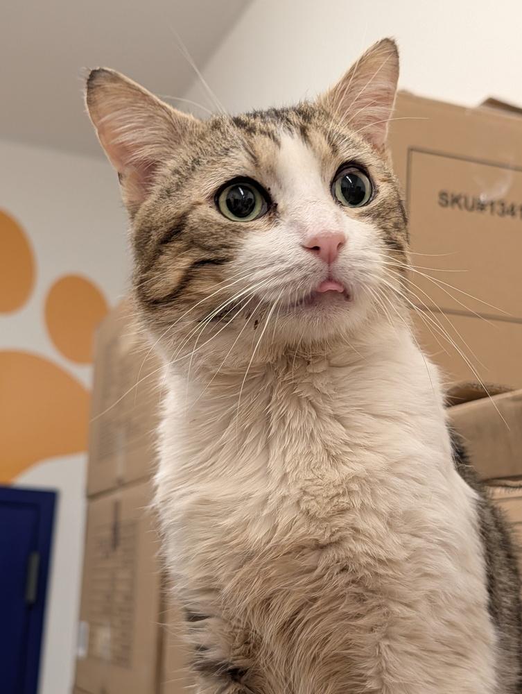 Enlarge Tommy, a Adoptable Domestic Short Hair in New York, NY image 4/6