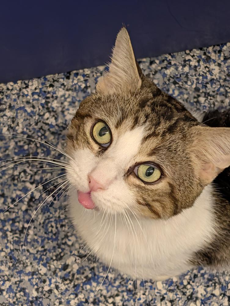Enlarge Tommy, a Adoptable Domestic Short Hair in New York, NY image 5/6