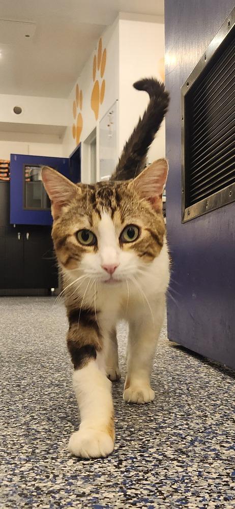 Enlarge Tommy, a Adoptable Domestic Short Hair in New York, NY image 6/6