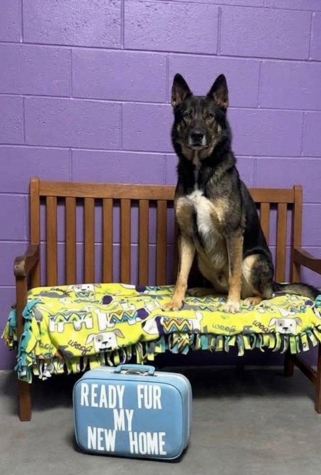 **TATE**, Adoptable, Young Male Shepherd & Husky.