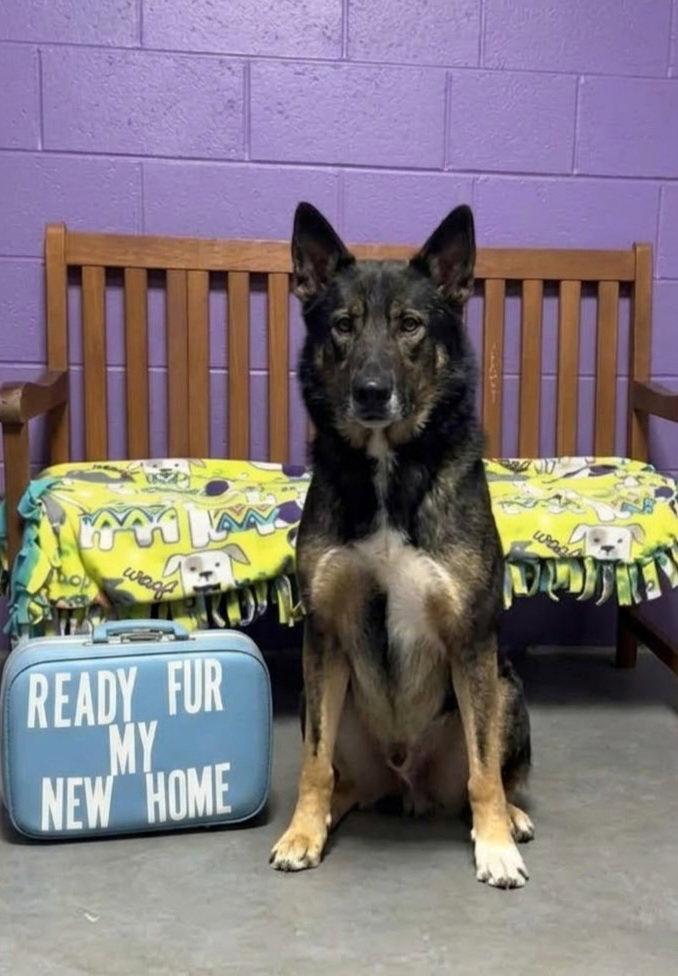 Enlarge **TATE**, a Adoptable mixed breed in North Prairie, WI image 2/3