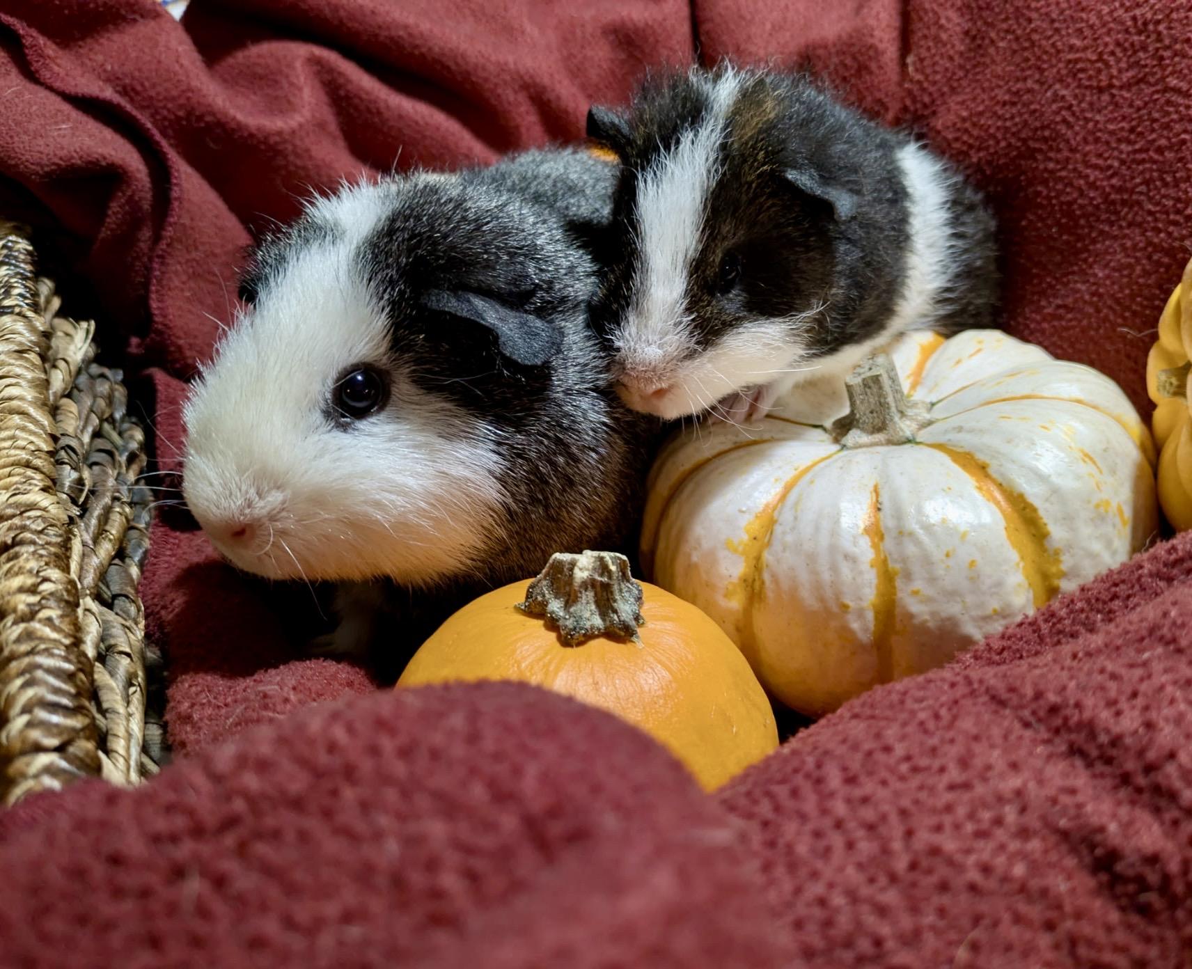 Enlarge Jackie & Joannie, a Adoptable mixed breed in San Antonio, TX image 5/5