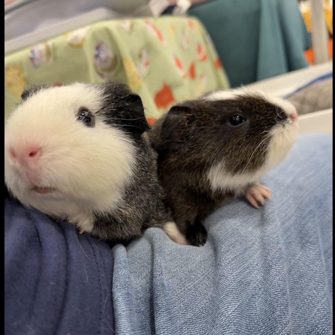Enlarge Jackie & Joannie, a Adoptable mixed breed in San Antonio, TX image 4/5